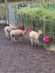 WhatsApp-Image-2026-02-19-at-16.15.17-1